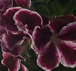 Bicolor