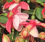 Bicolor