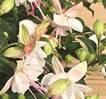 Blanca