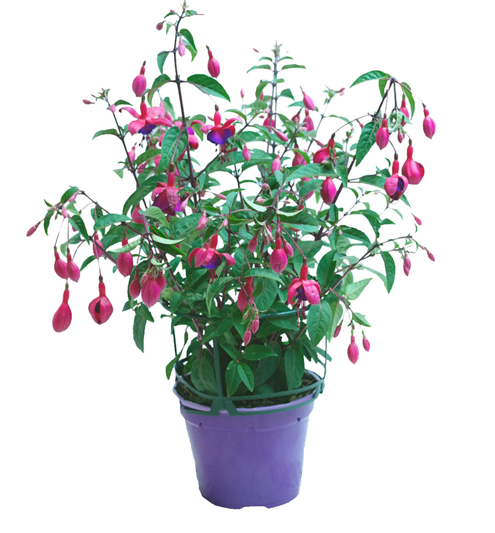 Pendientes De La Reina (Bandeja de 10 unidades) Viveros Minerva Pendientes De La Reina (Bandeja de 10 unidades) Viveros Minerva