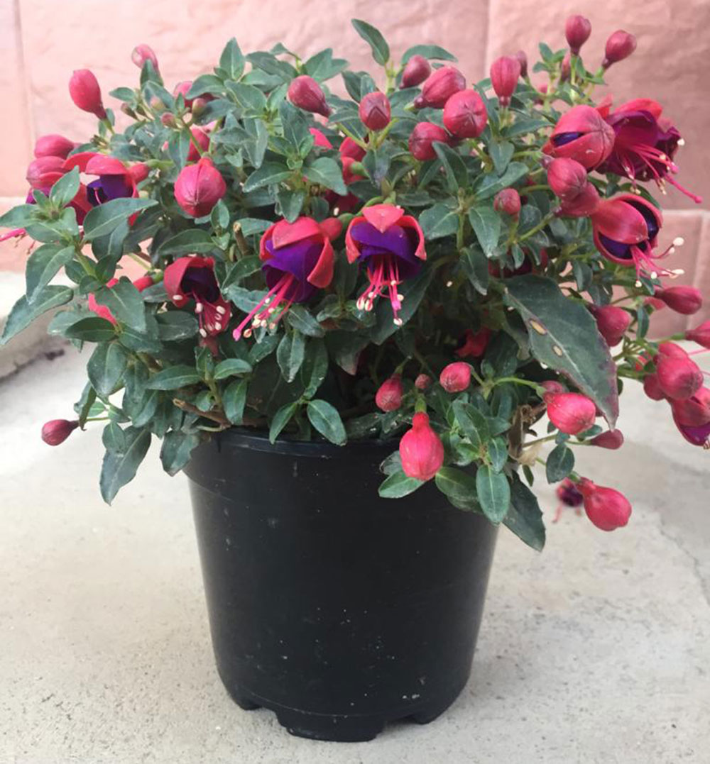 Pendientes De La Reina (Bandeja de 10 unidades) Viveros Minerva Pendientes De La Reina (Bandeja de 10 unidades) Viveros Minerva