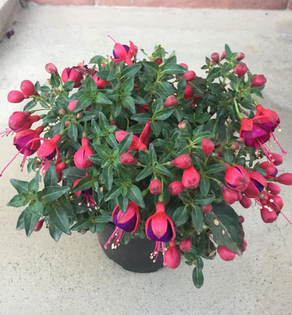 Pendientes De La Reina (Bandeja de 10 unidades) Viveros Minerva Pendientes De La Reina (Bandeja de 10 unidades) Viveros Minerva